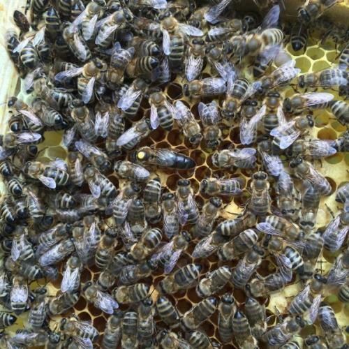 Bienenkönigin